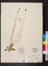 Parnassia palustris var. parviflora image