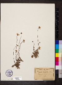 Parnassia palustris image