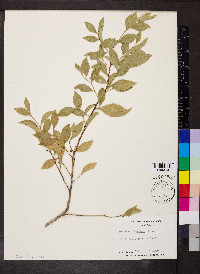 Schaefferia frutescens image