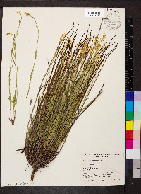 Stackhousia monogyna image