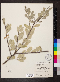 Maytenus phyllanthoides image