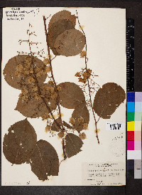 Tripterygium wilfordii image