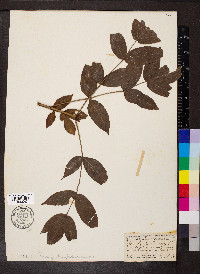 Staphylea pinnata image