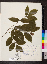 Staphylea pinnata image