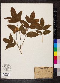 Staphylea pinnata image