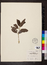 Apodytes dimidiata image