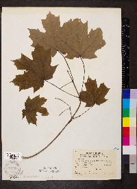 Acer saccharum subsp. saccharum image