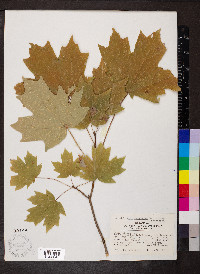 Acer saccharum subsp. saccharum image