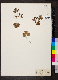 Acer glabrum image