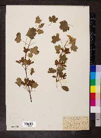 Acer glabrum image