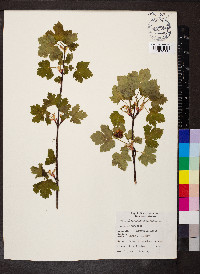 Acer glabrum image