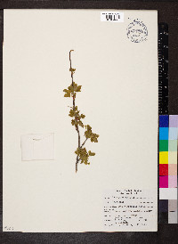 Acer glabrum image