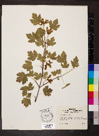 Acer glabrum image