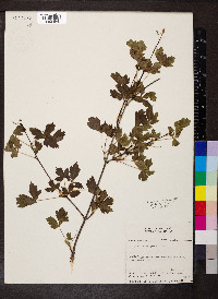 Acer glabrum image