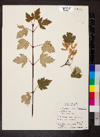 Acer glabrum image