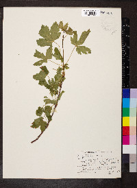 Acer glabrum image