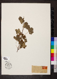 Acer glabrum image