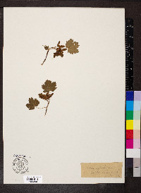 Acer glabrum image