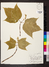 Acer pensylvanicum image