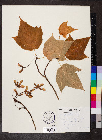 Acer pensylvanicum image