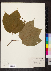 Acer pensylvanicum image