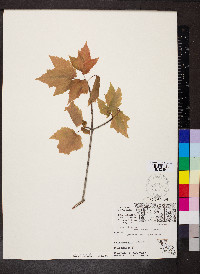 Acer rubrum var. rubrum image