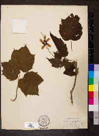 Acer spicatum image