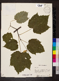 Acer spicatum image