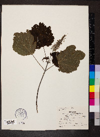 Acer spicatum image