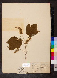 Acer spicatum image