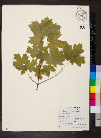 Acer grandidentatum image