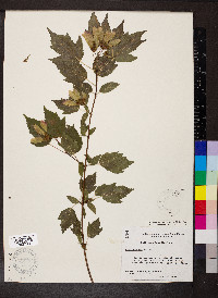 Acer tataricum subsp. ginnala image