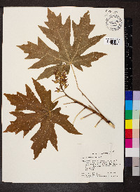 Acer macrophyllum image