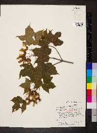 Acer nigrum image