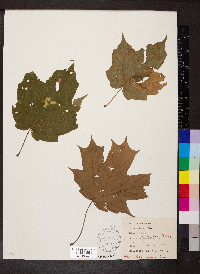 Acer nigrum image