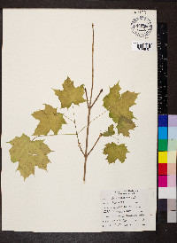 Acer platanoides image