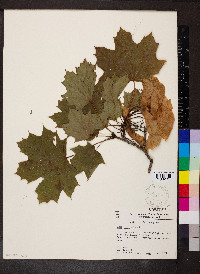 Acer platanoides image