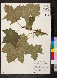 Acer platanoides image