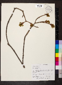 Acer platanoides image