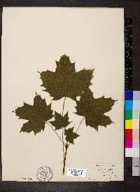 Acer platanoides image