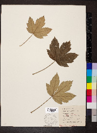 Acer pseudoplatanus image