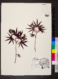 Acer palmatum image