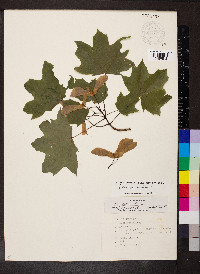 Acer platanoides image