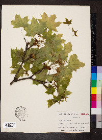 Acer platanoides image