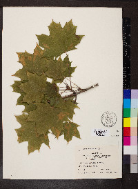 Acer platanoides image