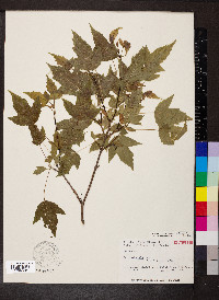 Acer tataricum subsp. ginnala image