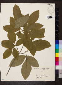 Parthenocissus tricuspidata image