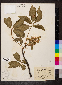 Aesculus glabra image