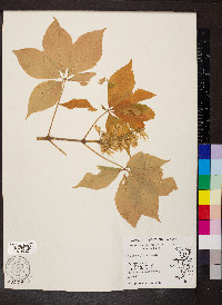 Aesculus glabra image