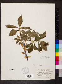 Aesculus glabra image